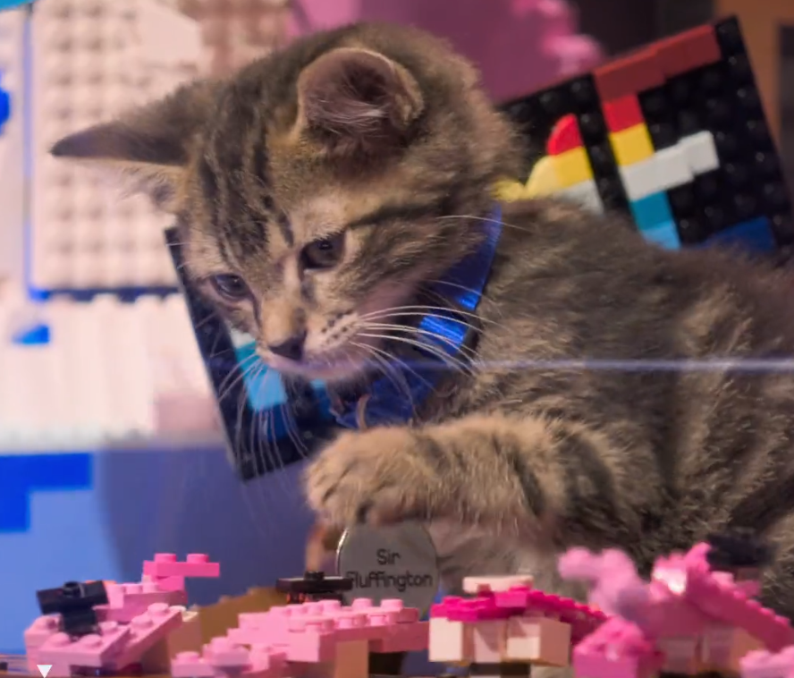 LEGO MASTERS USA Season 4 cat